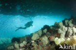 red Soft coral (Dendronephthya mucronata)