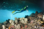 red Soft coral (Dendronephthya mucronata)