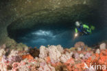 Rood Zacht koraal (Dendronephthya mucronata)