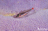 Red-spotted cardinalfish (Apogon parvulus)