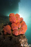 Yellow Cup coral (Tubastrea spec)