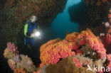 Cup coral (Tubastrea faulkneri)