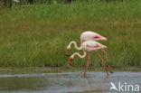 Roze flamingo (Phoenicopterus ruber)