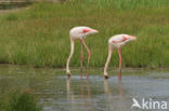 Roze flamingo (Phoenicopterus ruber)