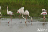 Roze flamingo (Phoenicopterus ruber)