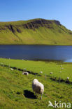 Sheep (Ovis domesticus)