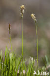 Schaduwzegge (Carex umbrosa)