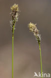 Carex umbrosa