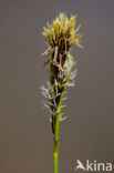 Schaduwzegge (Carex umbrosa)