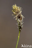 Schaduwzegge (Carex umbrosa)