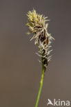 Carex umbrosa