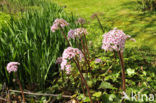 Schildblad (Darmera peltata)