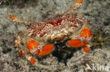 Schitterende koraalkrab