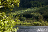 Scotland