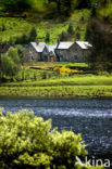 Scotland