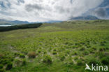 Scotland