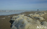foam-algae (Phaeocystis sp)
