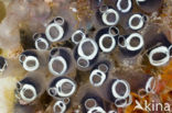 Sea Squirt (Clavelina robusta)