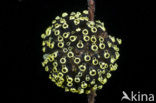 Sea Squirt (Clavelina robusta)