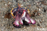 Flamboyant cuttlefish (Metasepia pfefferi)