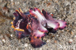 Flamboyant cuttlefish (Metasepia pfefferi)