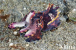 Flamboyant cuttlefish (Metasepia pfefferi)