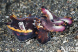 Flamboyant cuttlefish (Metasepia pfefferi)