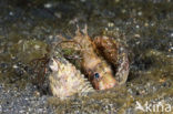 Shortfin lionfish (Dendrochirus spec)