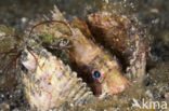 Shortfin lionfish (Dendrochirus spec)