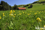 sleutelbloem (Primula spec.)