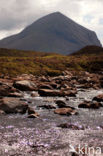 Sligachan