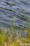 Bog-sedge (Carex limosa)