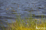 Bog-sedge (Carex limosa)