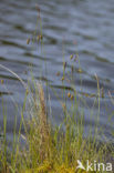 Bog-sedge (Carex limosa)