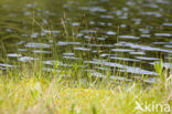 Bog-sedge (Carex limosa)