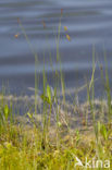 Bog-sedge (Carex limosa)