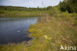 Bog-sedge (Carex limosa)