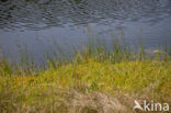 Bog-sedge (Carex limosa)