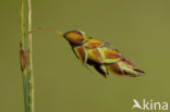 Bog-sedge (Carex limosa)