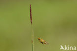 Bog-sedge (Carex limosa)