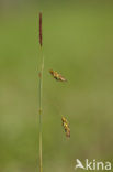 Bog-sedge (Carex limosa)