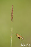 Slijkzegge (Carex limosa) 