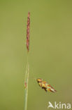 Bog-sedge (Carex limosa)