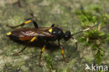 Sluipwesp (Ichneumon sp.)