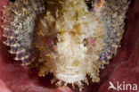 Small scorpionfish (Scorpaenopsis spec)