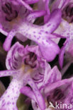 Soldaatje (Orchis militaris) 