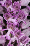 Soldaatje (Orchis militaris) 