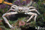 Channel Clinging Crab (Mithrax spinosissimus)