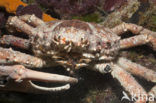 Channel Clinging Crab (Mithrax spinosissimus)