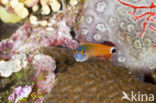 Tail-spot Combtooth Blenny (Ecsenius stigmatura)